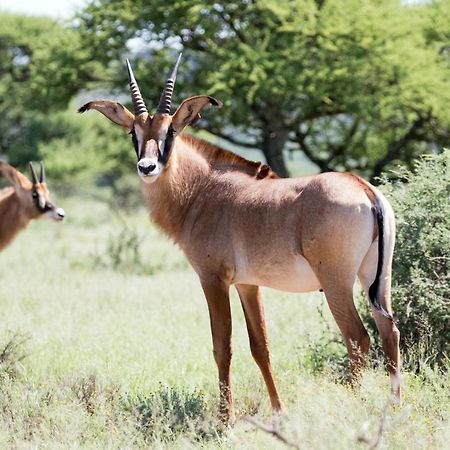 Wag N Bietjie Bush Lodge Heuningneskloof 外观 照片