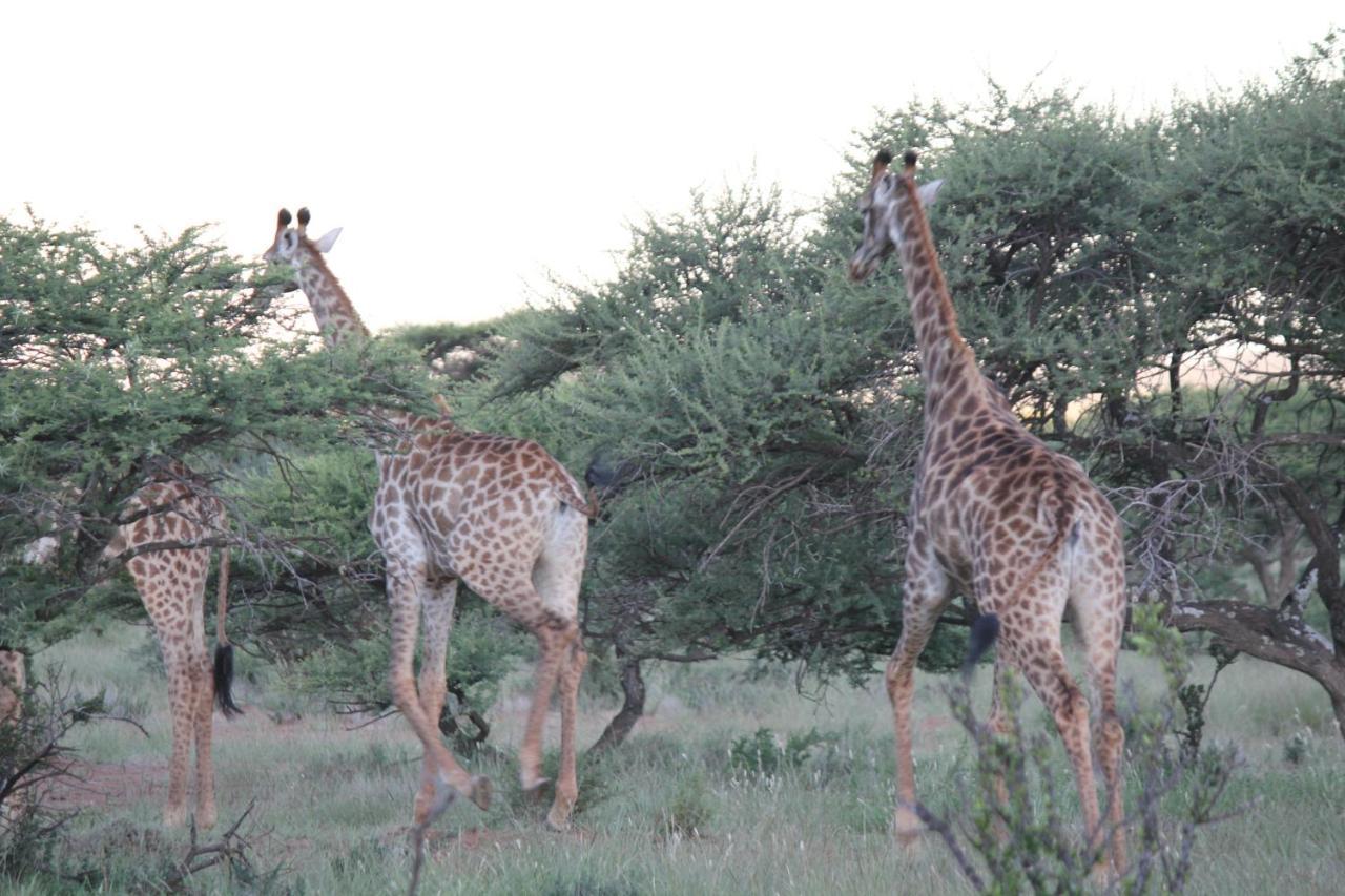 Wag N Bietjie Bush Lodge Heuningneskloof 外观 照片